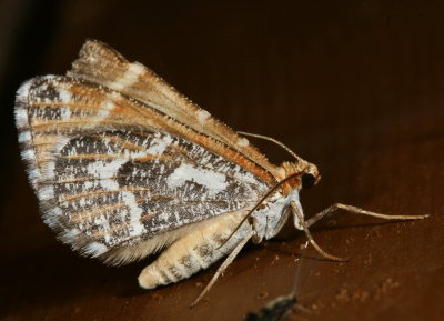 Hodges#7365 * Stamnodes watsoni