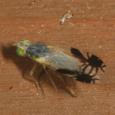 Trupanea nigricornis ♀