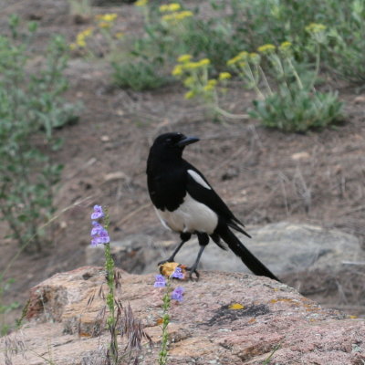 Black-billed Magpie