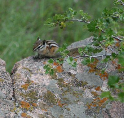 Least Chipmunk