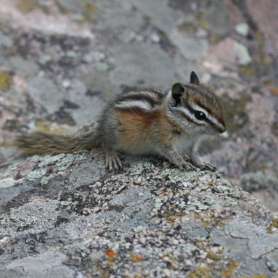 Least Chipmunk