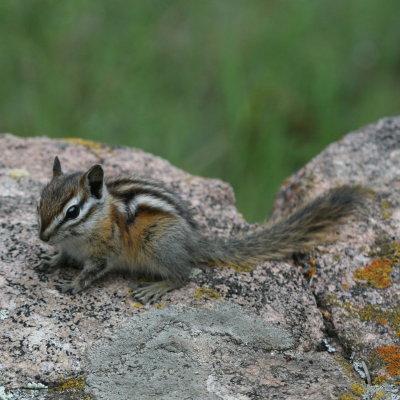 Least Chipmunk