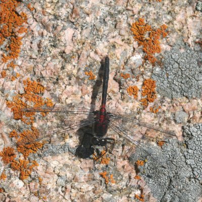 Belted Whiteface ♂