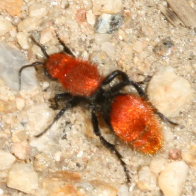 Dasymutilla vestita ♀