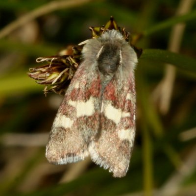 Hodges#11062 * White-spotted Midget Moth * Eutricopis nexilis