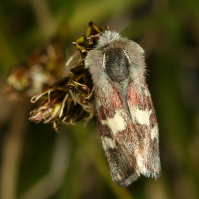 Hodges#11062 * White-spotted Midget Moth * Eutricopis nexilis