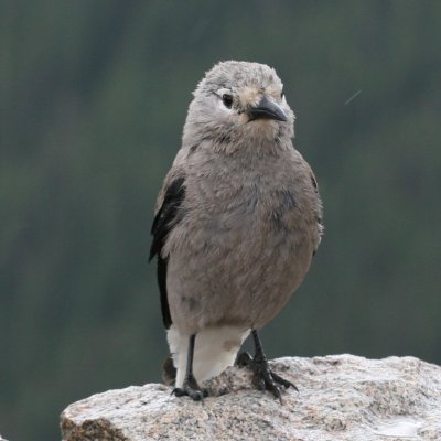 Clark's Nutcracker