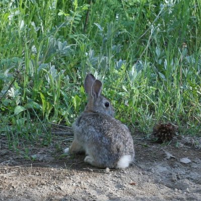 Nuttalls Cottontail