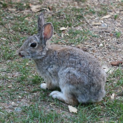 Nuttalls Cottontail