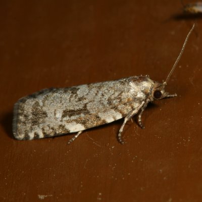 Hodges#3640 * Western Spruce Budworm Moth * Choristoneura occidentalis