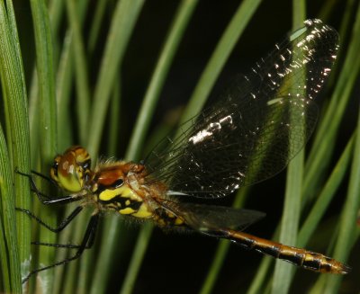 Black Meadowhawk ♀