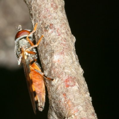 Genus Platycheirus