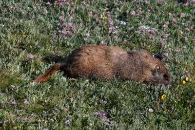 Yellow-bellied Marmot