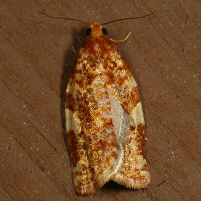 Hodges#3648 * Fruit-Tree Leafroller Moth * Archips argyrospila