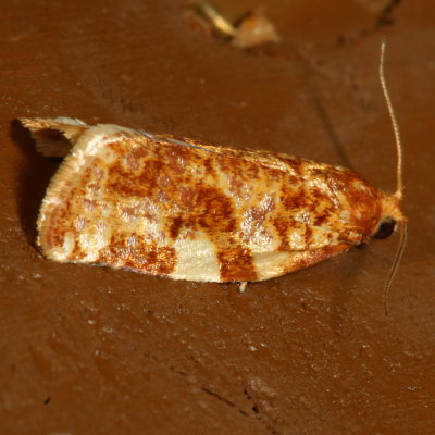 Hodges#3648 * Fruit-Tree Leafroller Moth * Archips argyrospila