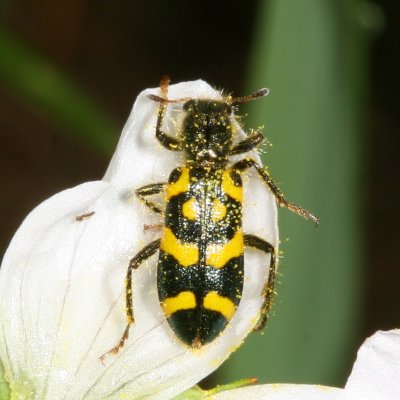 Trichodes ornatus * Ornate Checkered Beetle