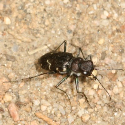 Long-lipped Tiger Beetle
