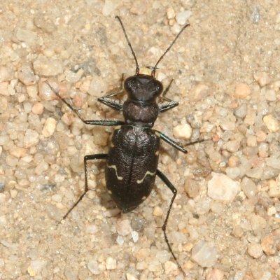  Long-lipped Tiger Beetle