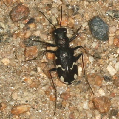 Long-lipped Tiger Beetle