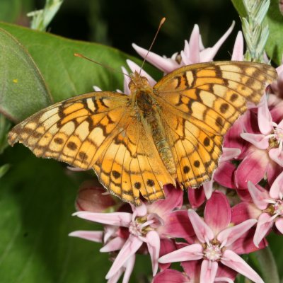 Variegated Fritillary