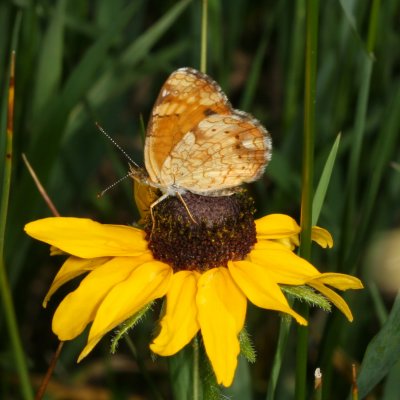 Northern Crescent ♀