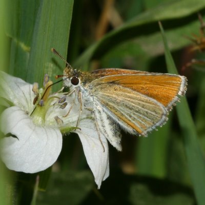 Garita Skipperling