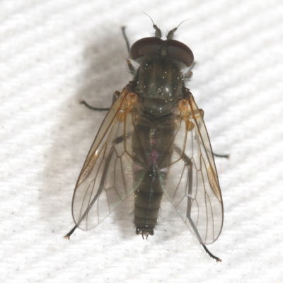 Genus Symphoromyia ♂