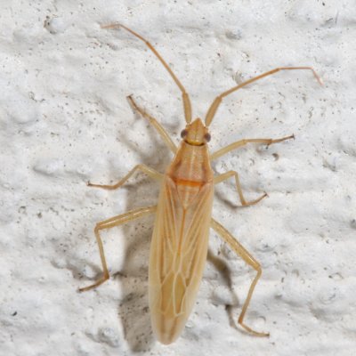Tribe Stenodemini