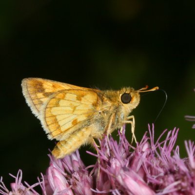 Peck's Skipper