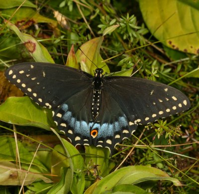 Black Swallowtail ♀