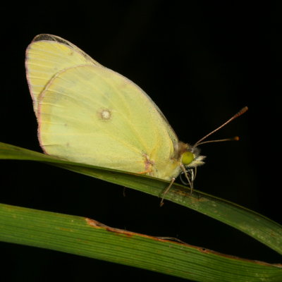 Clouded Sulphur with no satellite.
