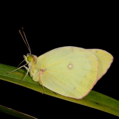 Clouded sulphur without satellite.