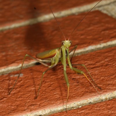 European Mantis
