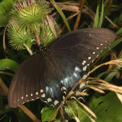 Spicebush Swallowtail ♀