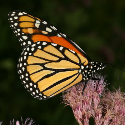 Monarchs : Subfamily Danainae