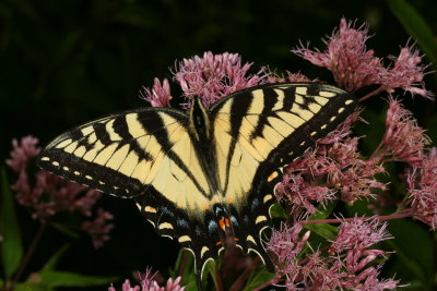 Eastern Tiger Swallowtail