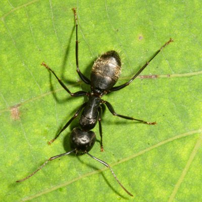 Camponotus pennsylvanicus