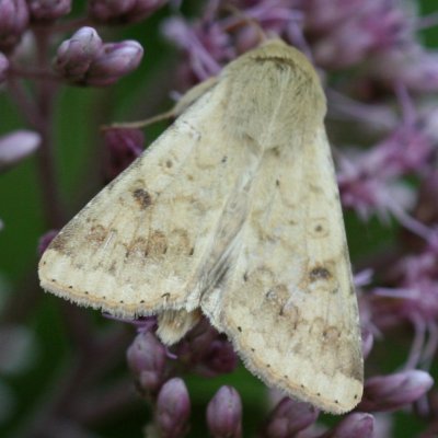 Hodges#11068 * Corn Earworm Moth * Helicoverpa zea