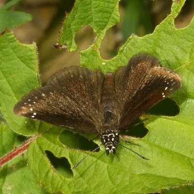 Common Sootywing