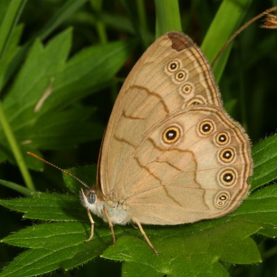 Appalachian Brown