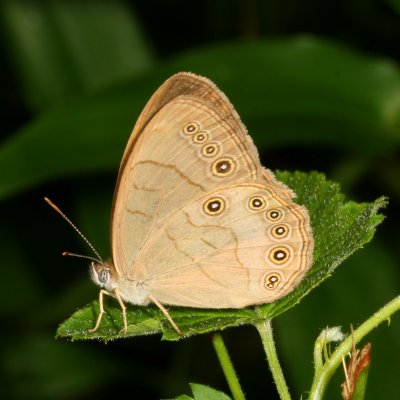 Appalachian Brown