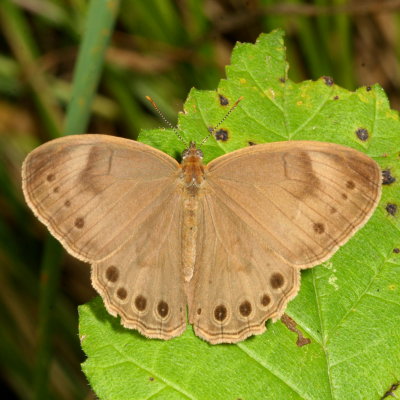 Appalachian Brown