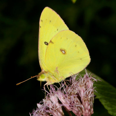 Clouded Sulphur