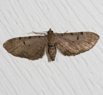 Hodges#7586.1 * Wormwood Pug * Eupithecia absinthiata