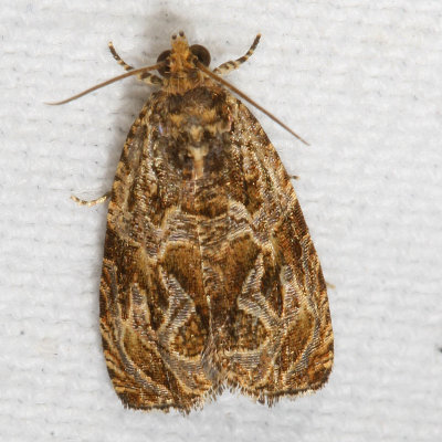 Hodges#2826 * Lacuna Moth * Olethreutes lacunana