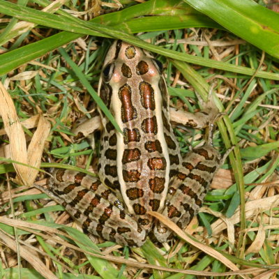 Pickerel Frog