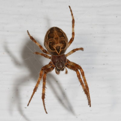 Furrow Orbweaver