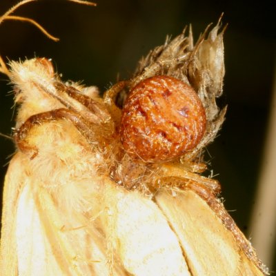 Genus Xysticus