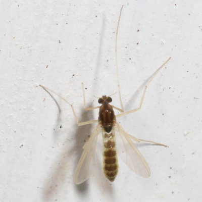 Tribe Chironomini
