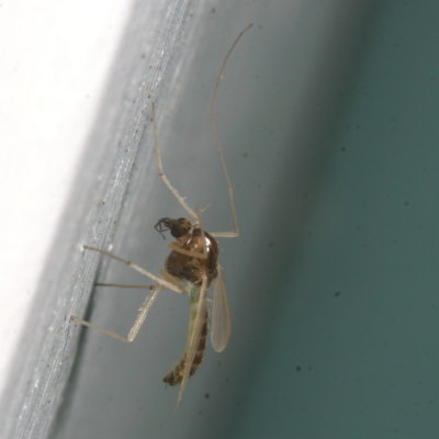 Tribe Chironomini